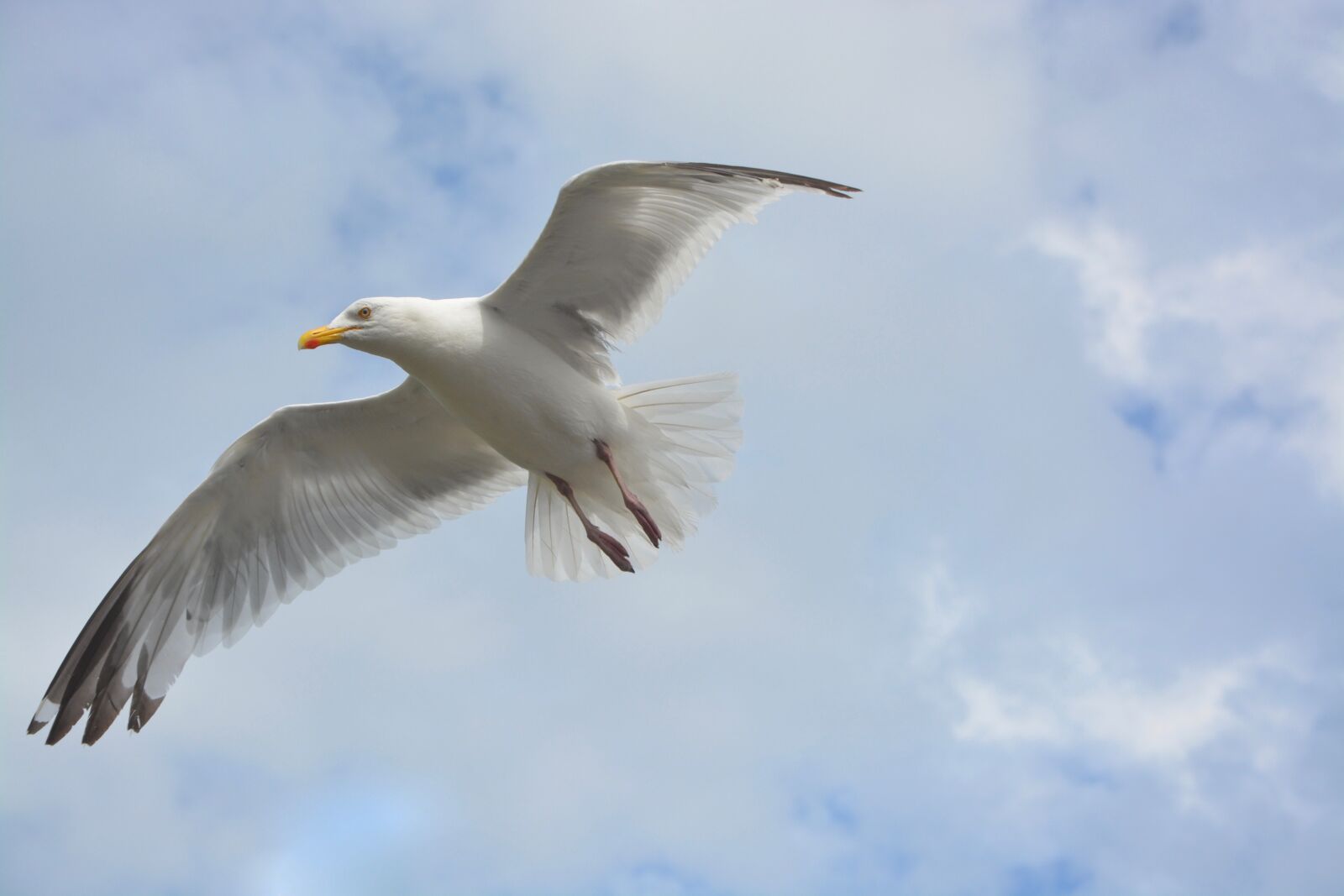Nikon D5200 sample photo. Seagull flies, white, grey photography