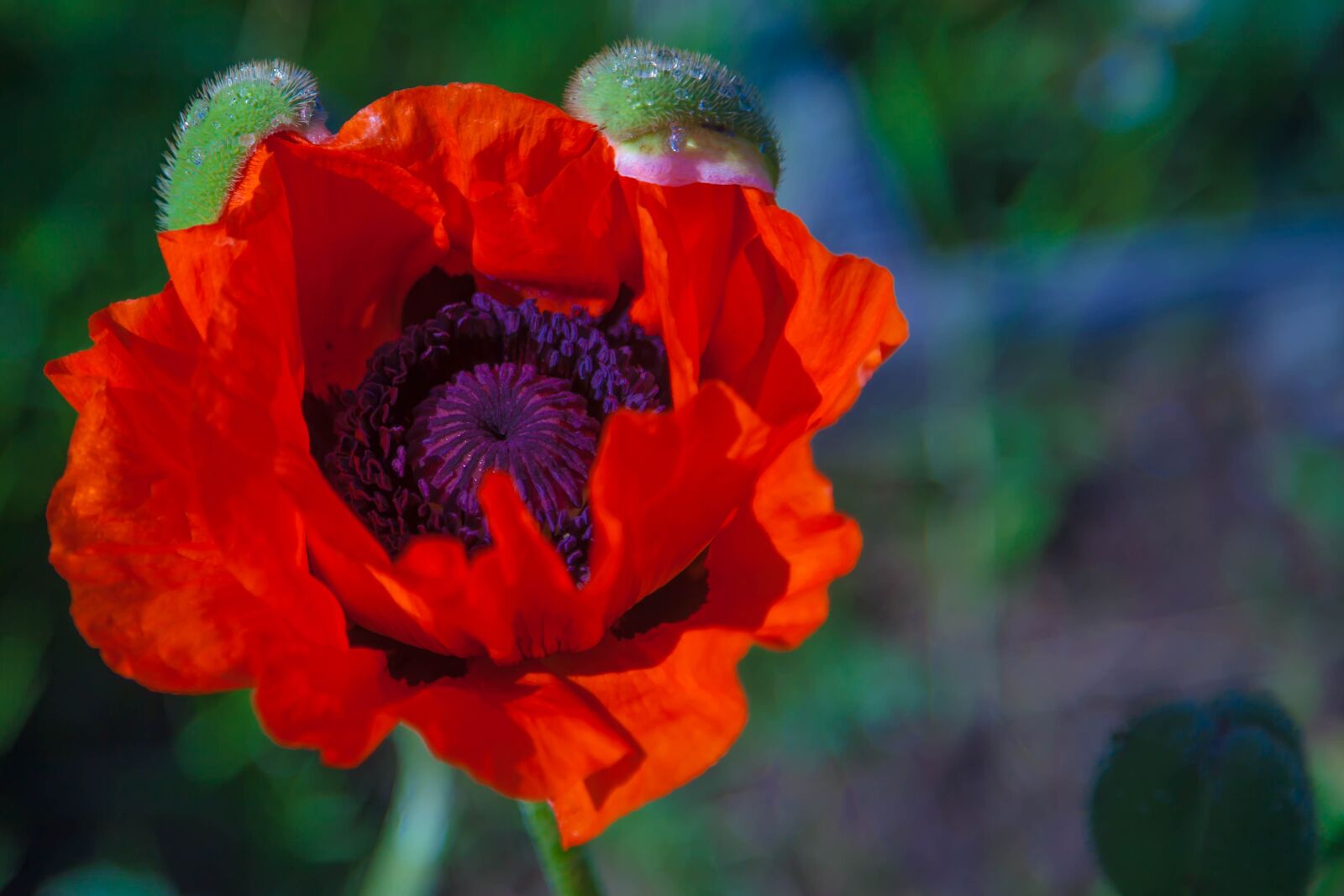 Canon EOS 5D Mark II sample photo. Mack, red, flower photography
