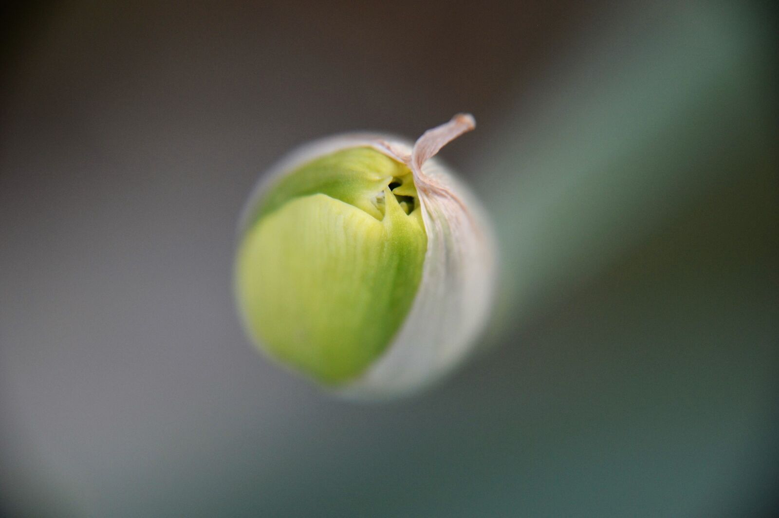 Nikon D3200 sample photo. Tulip, flower, petal photography
