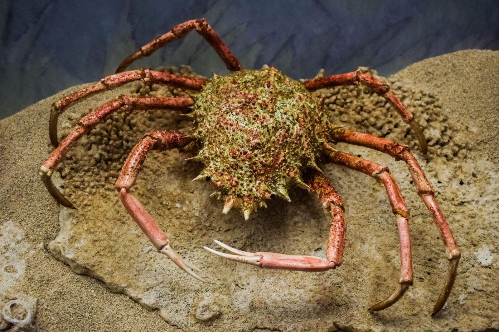 Nikon D3300 sample photo. Crab, animal, sea photography