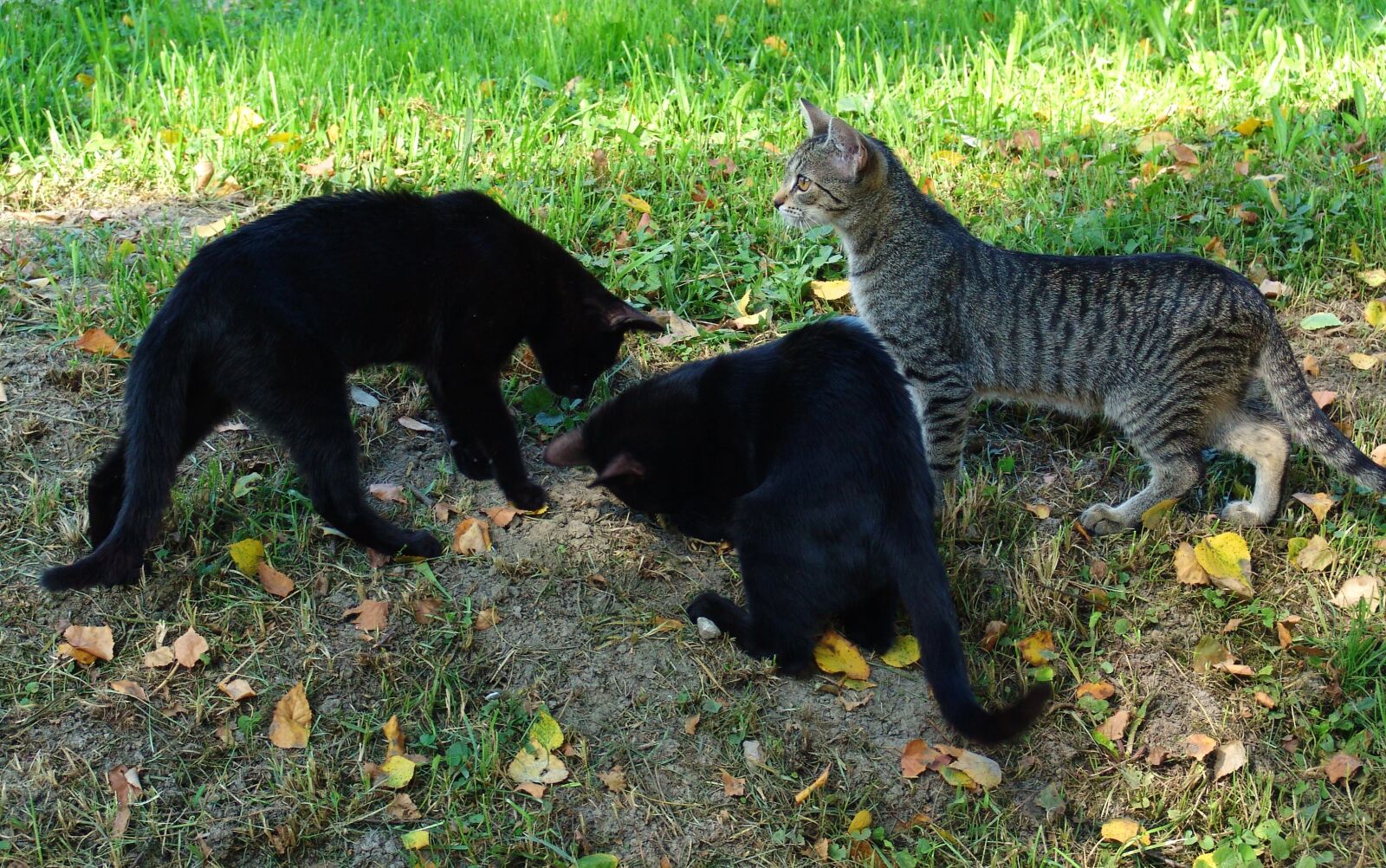Sony DSC-F828 sample photo. Cats, hunting, meadow photography