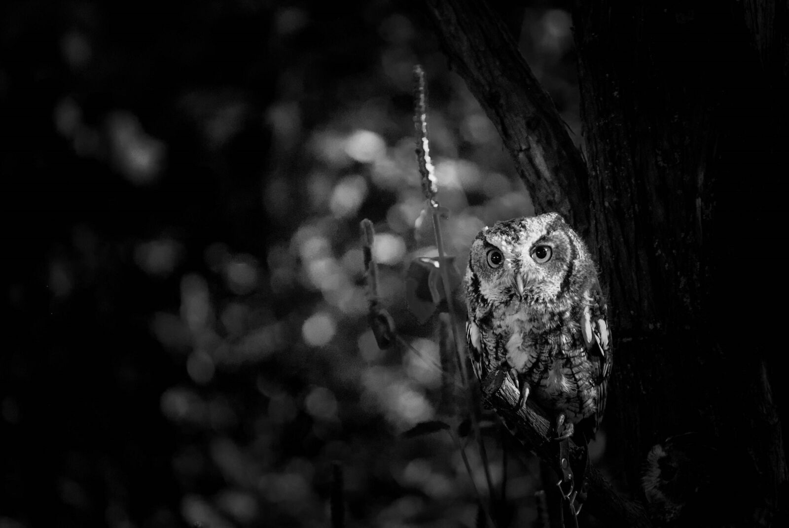 Nikon D3000 sample photo. Owl, night, black and photography