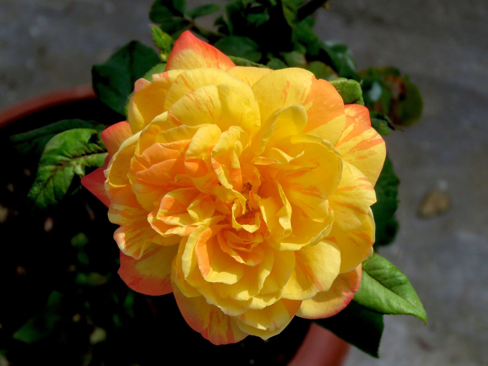 Canon PowerShot SX60 HS sample photo. Rose flower, rose, flower photography