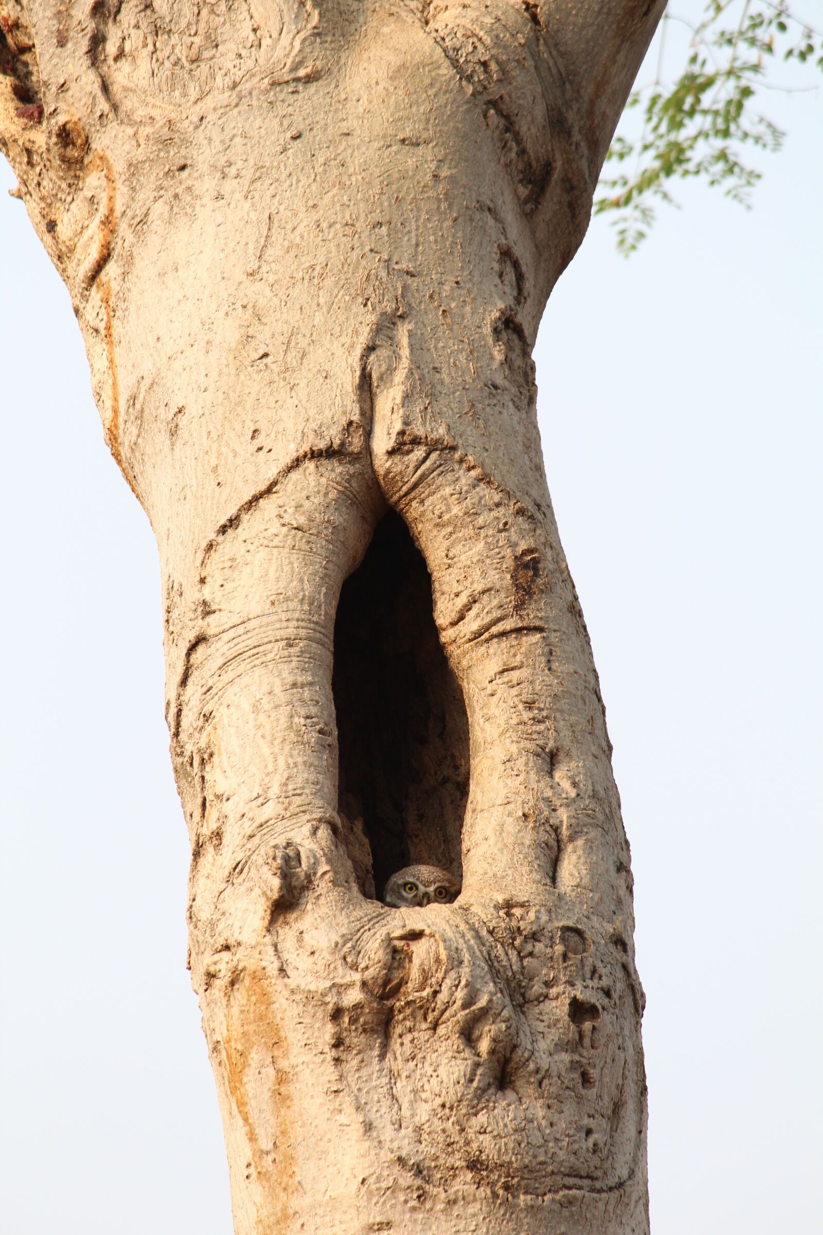 Canon EOS 1300D (EOS Rebel T6 / EOS Kiss X80) sample photo. Desktop, trunk, nature photography