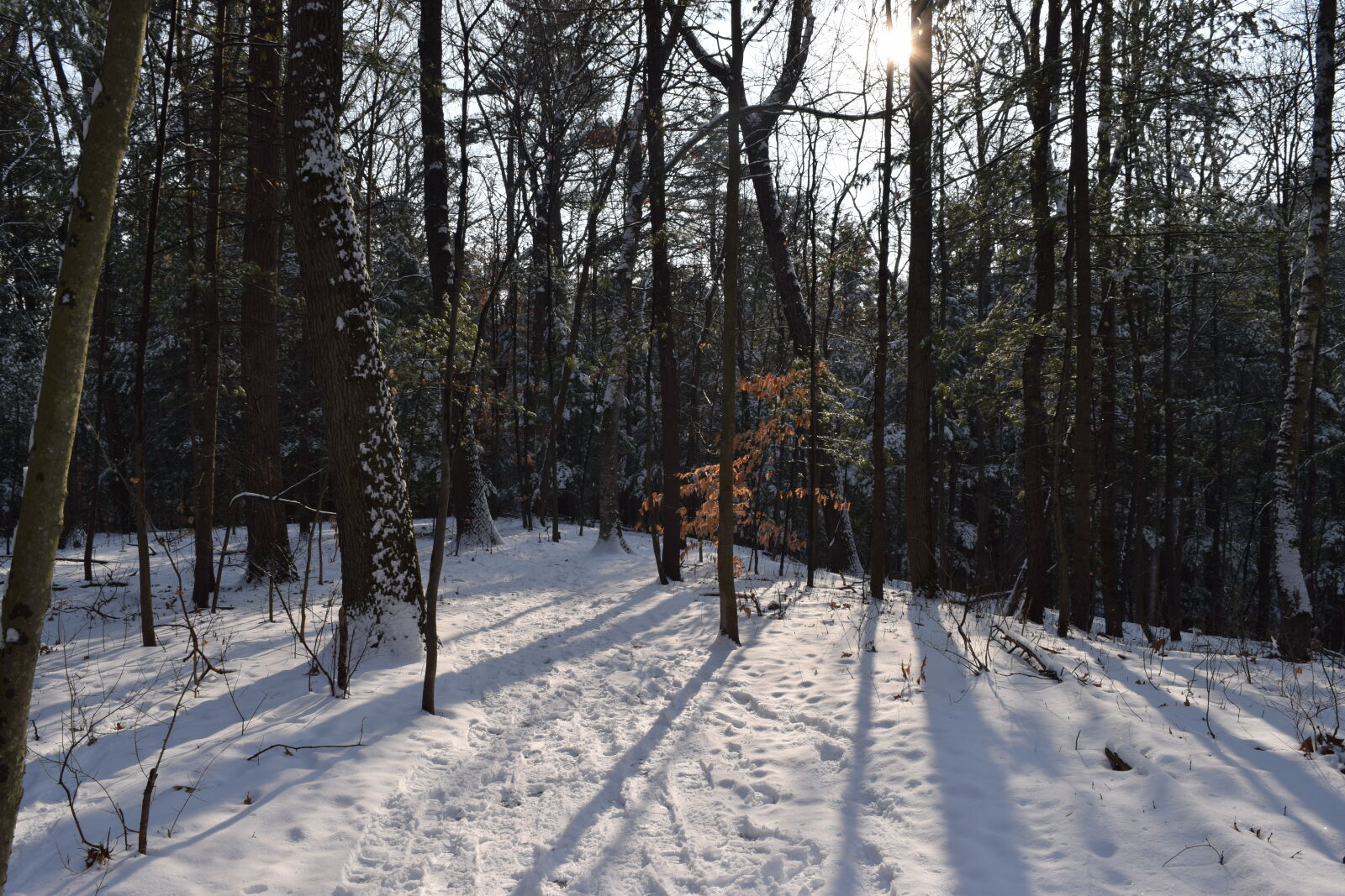 Nikon D3300 sample photo. Snow, sun, sun, rays photography