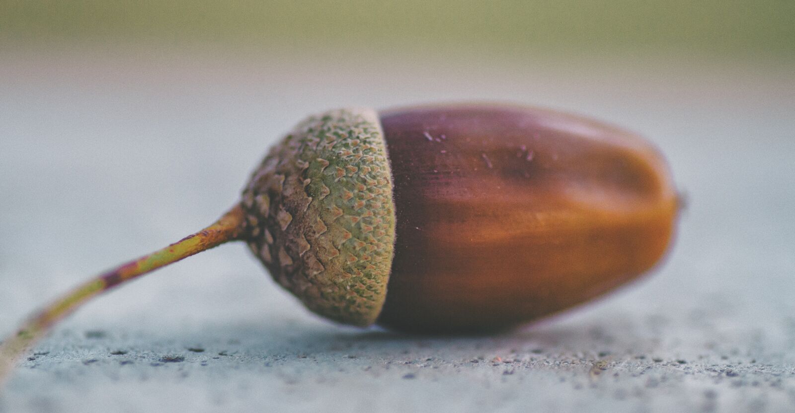 Tamron SP 90mm F2.8 Di VC USD 1:1 Macro sample photo. Acorn, oak, nature photography