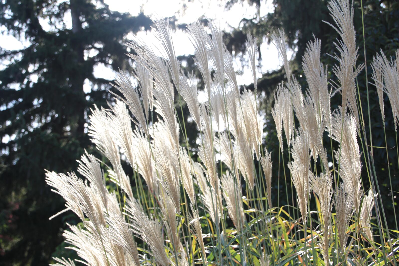 Canon EOS 600D (Rebel EOS T3i / EOS Kiss X5) sample photo. Fall, garden, miscanthus photography