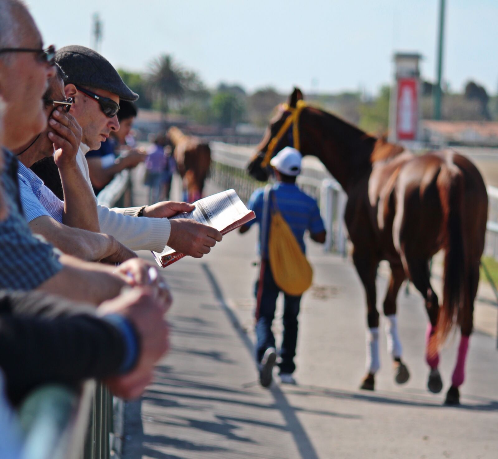 Canon EOS 100D (EOS Rebel SL1 / EOS Kiss X7) + Canon EF-S 55-250mm F4-5.6 IS II sample photo. Horse racing, horses, thoroughbred photography