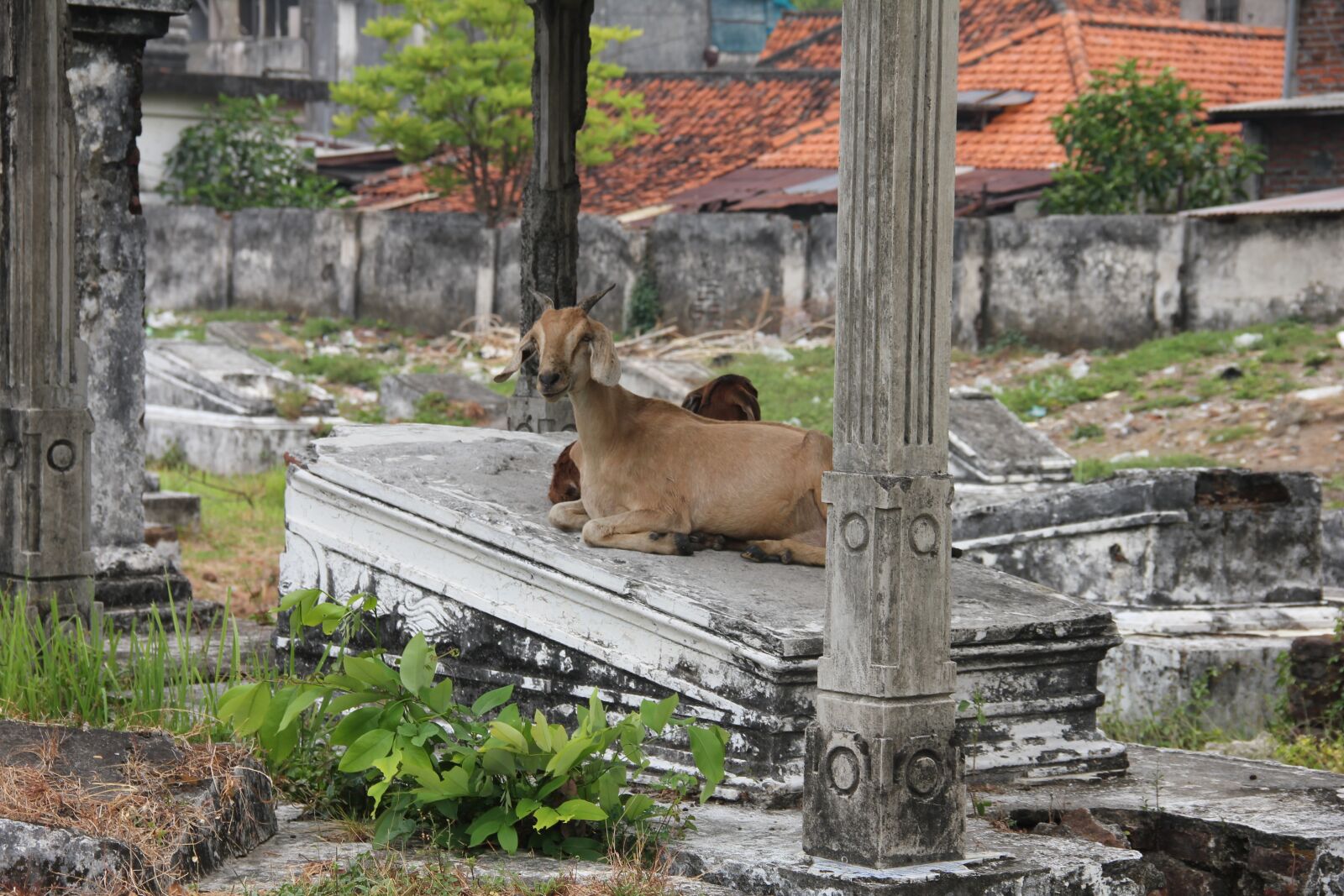 Canon EOS 550D (EOS Rebel T2i / EOS Kiss X4) sample photo. Surabaya, goat, cemetery photography