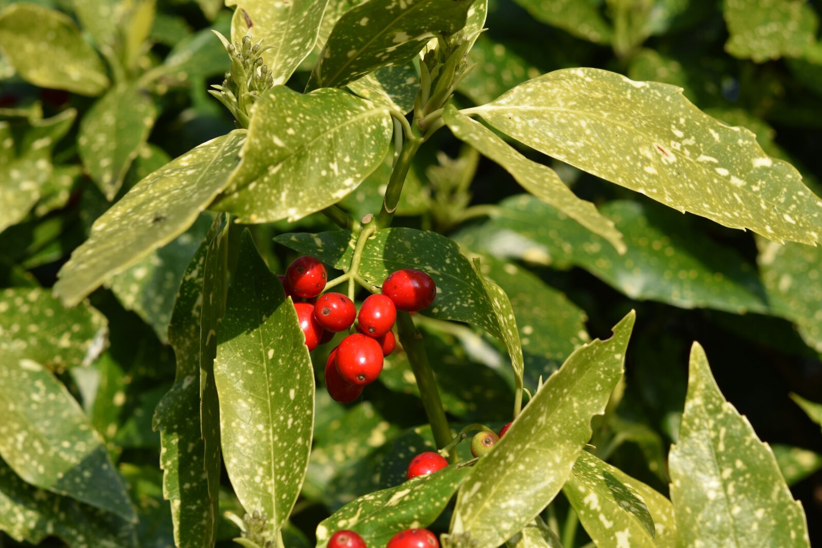 Nikon D5600 sample photo. Shrub, green leaves, red photography