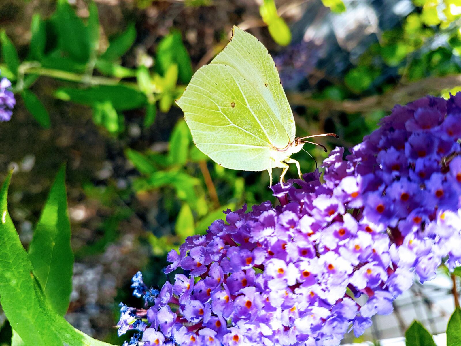 Samsung Galaxy S7 sample photo. Butterfly, spring, macro photography