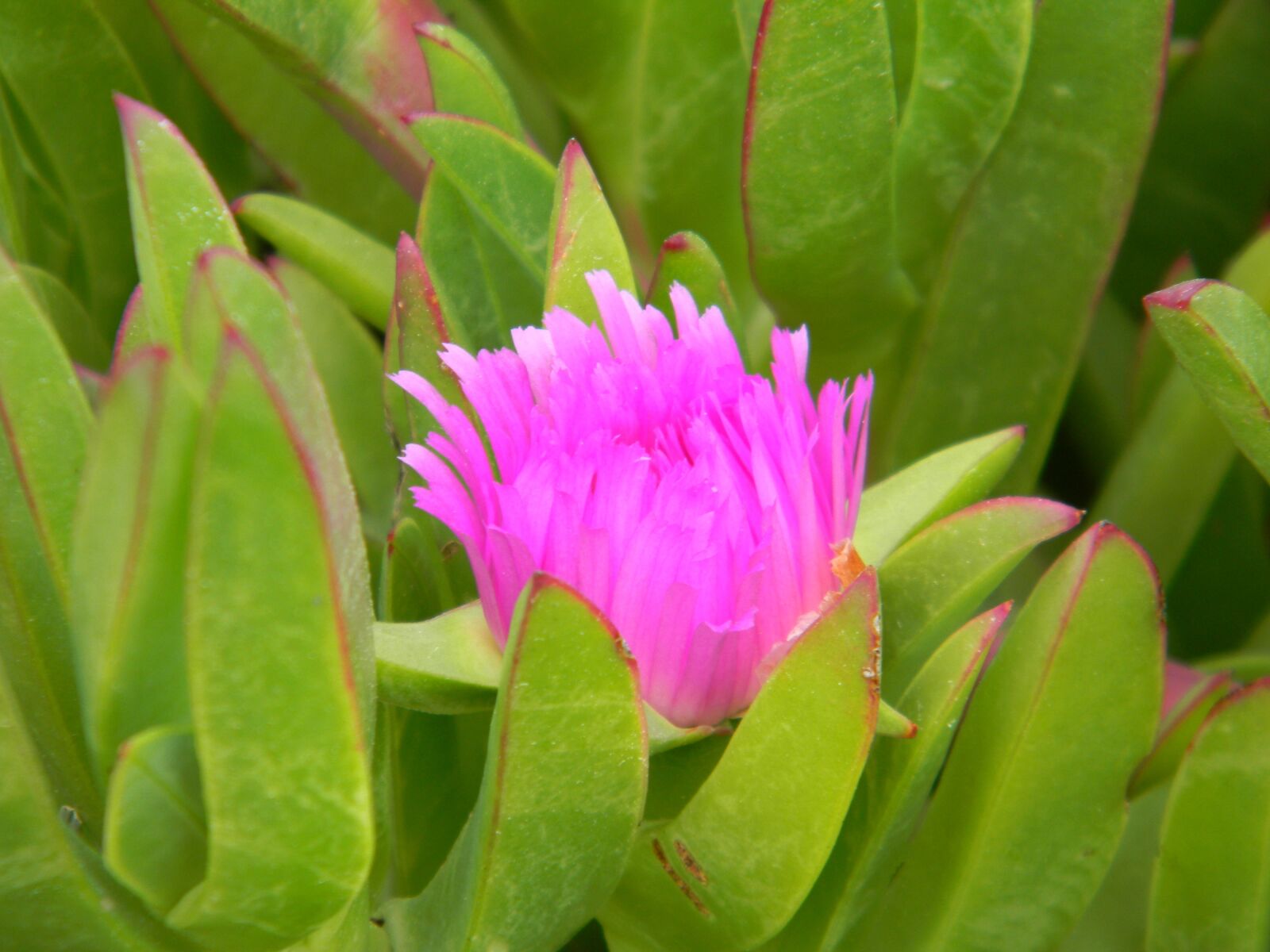 Nikon Coolpix L110 sample photo. Flower, nature, pink photography
