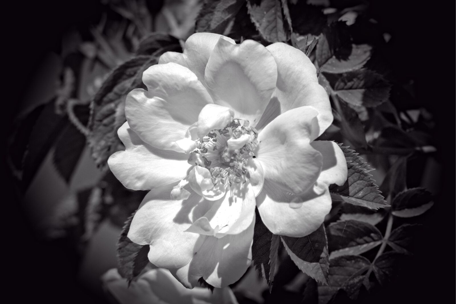 55.0-200.0mm f/4.0-f/5.6 sample photo. Rose bloom, black, white photography