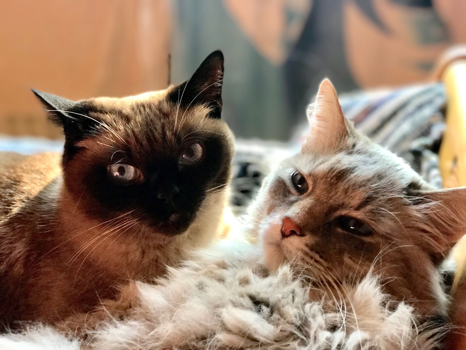 iPhone 7 Plus back dual camera 6.6mm f/2.8 sample photo. Cat, pair, animals photography