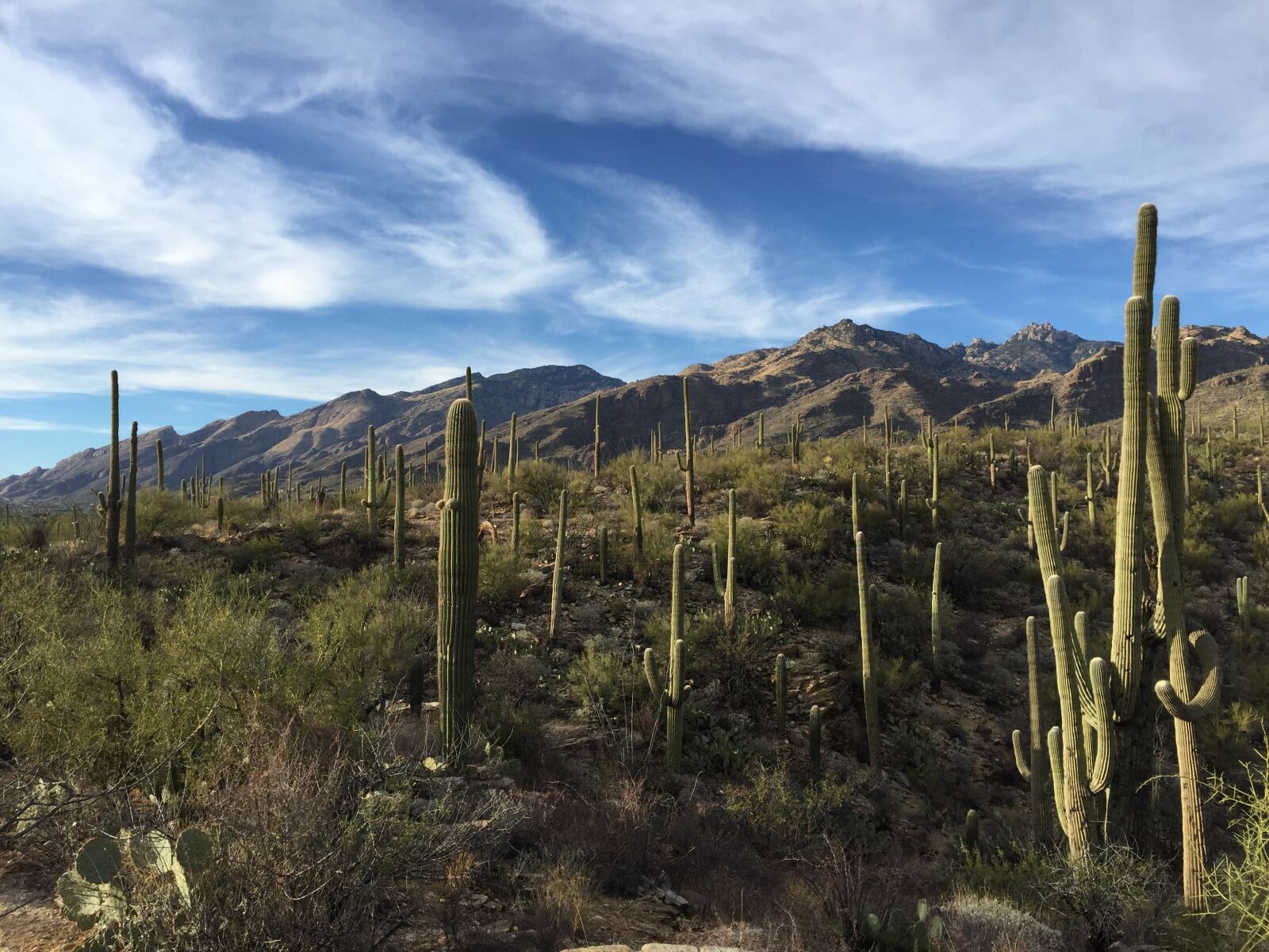 iPhone 6 Plus back camera 4.15mm f/2.2 sample photo. Saguaro cactus, national park photography
