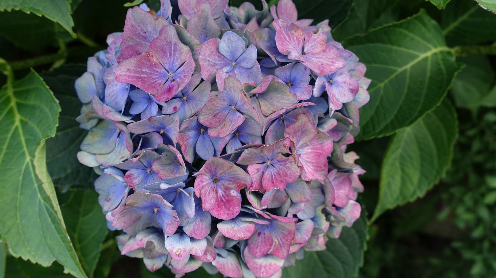 Sony Cyber-shot DSC-RX100 IV sample photo. Hydrangea, flower, color photography