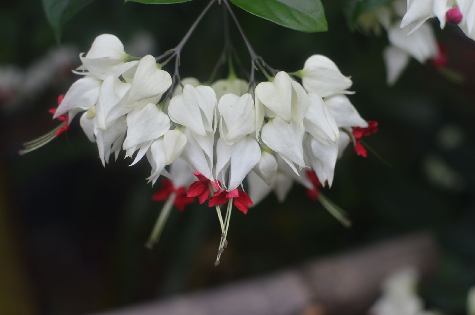 Nikon D3200 sample photo. Flower, white, beauty photography