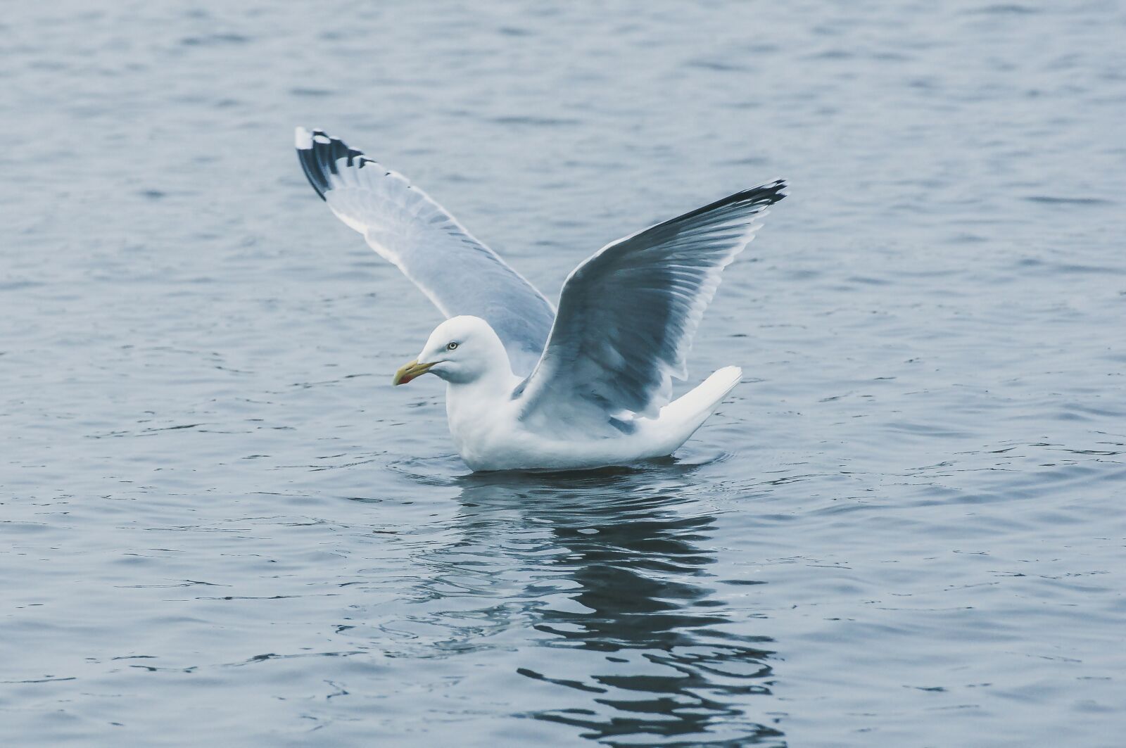 Sony SLT-A55 (SLT-A55V) sample photo. Seagull, flying, water photography