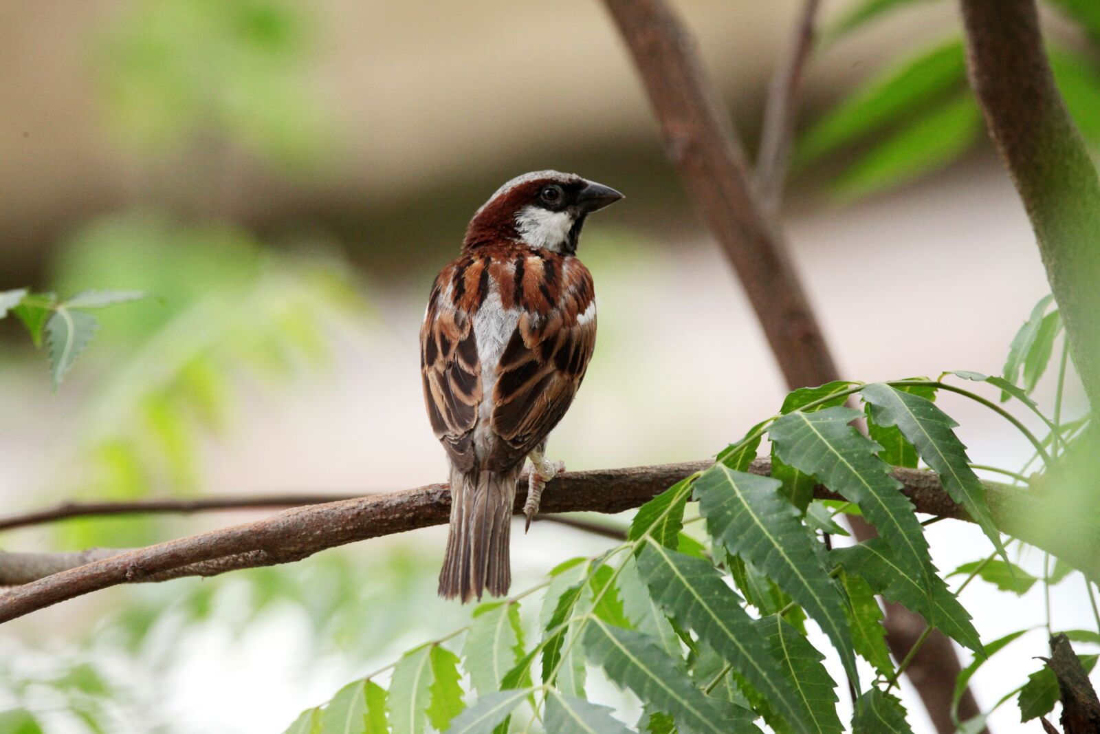 Canon EOS 5D Mark II sample photo. Birds, tree, leaf photography