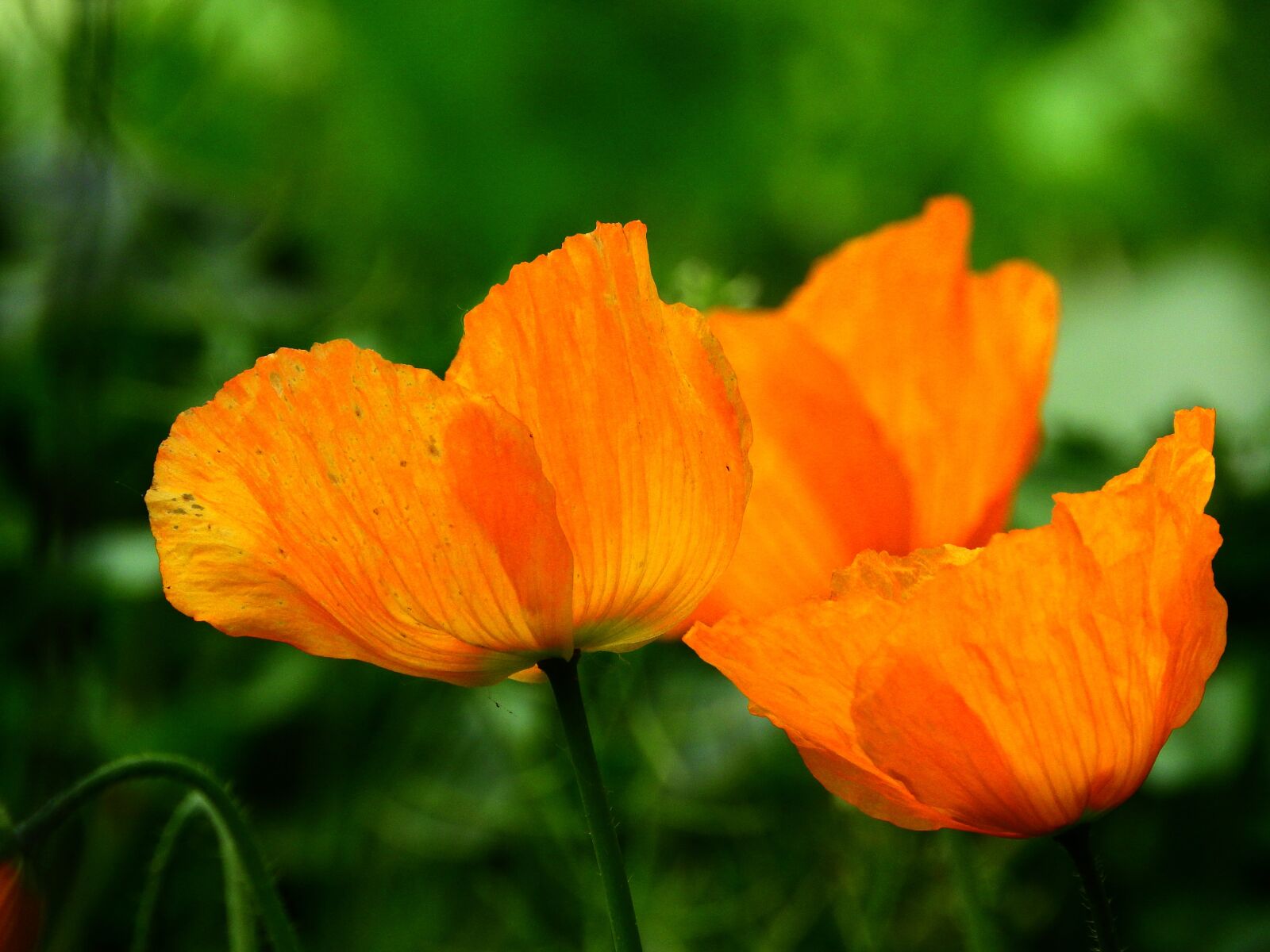 Nikon Coolpix P610 sample photo. Klatschmohn, orange, backlighting photography