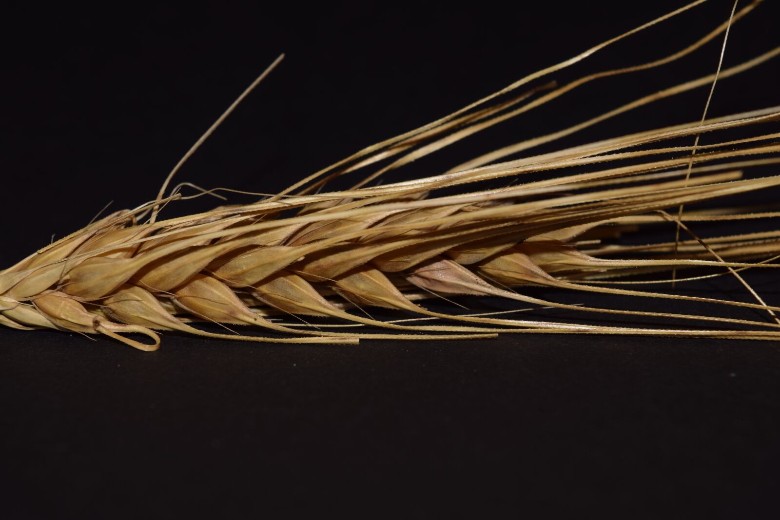 Nikon D3300 sample photo. Barley, ear, cereals photography