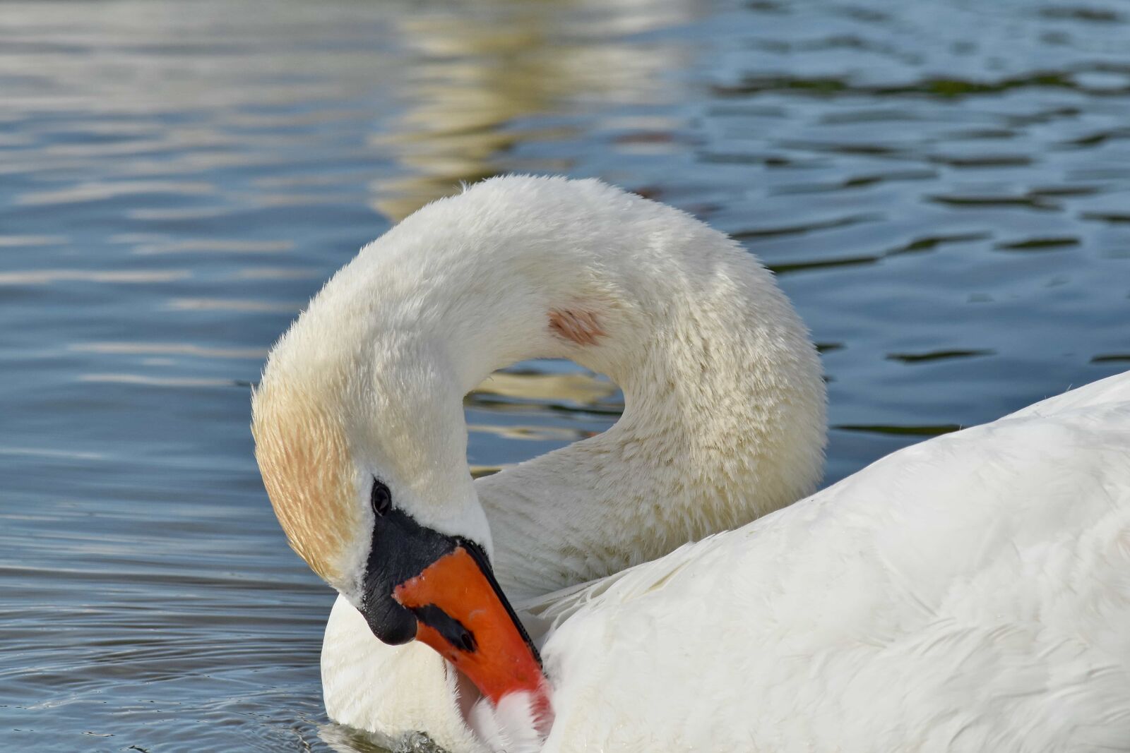 Nikon D5500 sample photo. Swan, lake, water, waterfowl photography