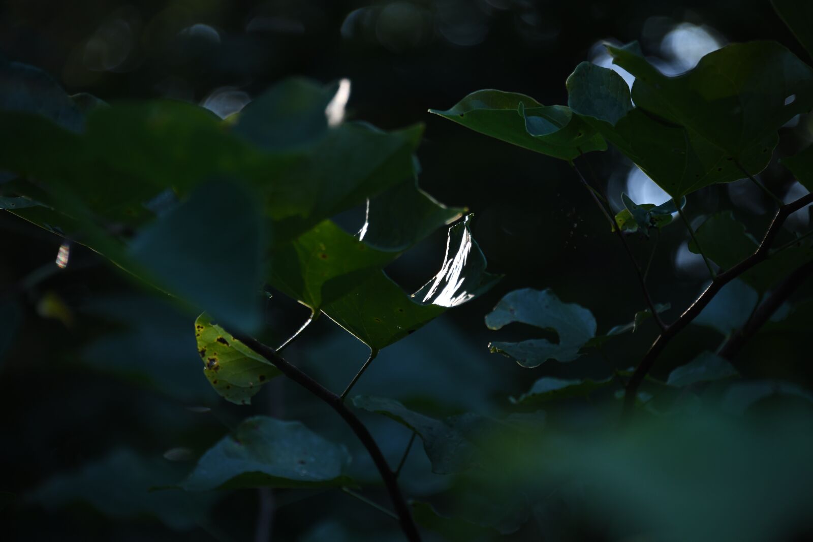 Nikon D850 sample photo. Leaves, shadow, sunlight photography