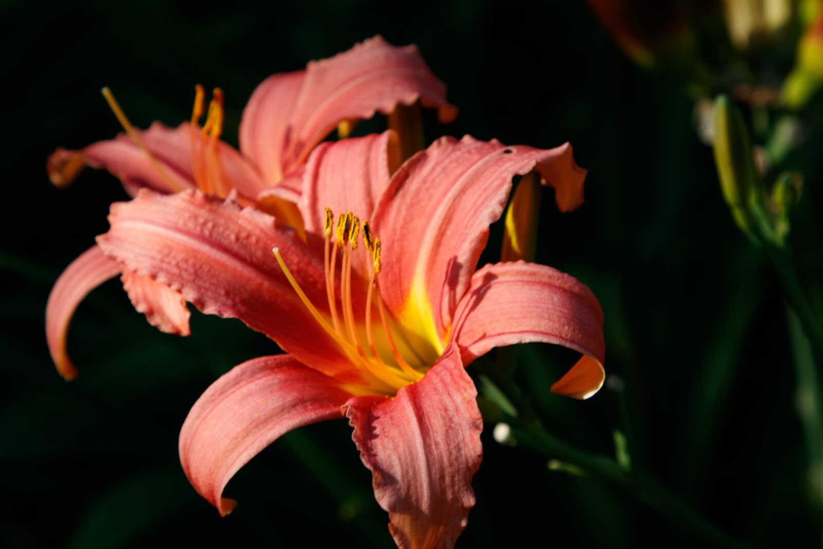 Canon EOS 80D + Canon EF 24-105mm F4L IS II USM sample photo. Day-lily, flower, petals photography