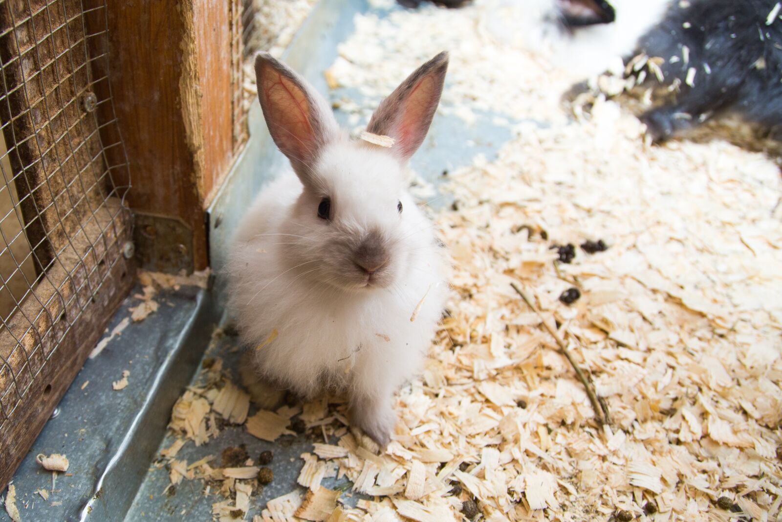 Canon EOS 5D Mark III sample photo. Rabbit, hare, pet photography