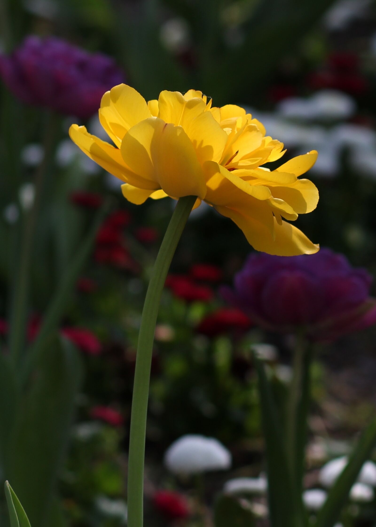 Canon EF 85mm F1.8 USM sample photo. Tulip, yellow, flowers photography