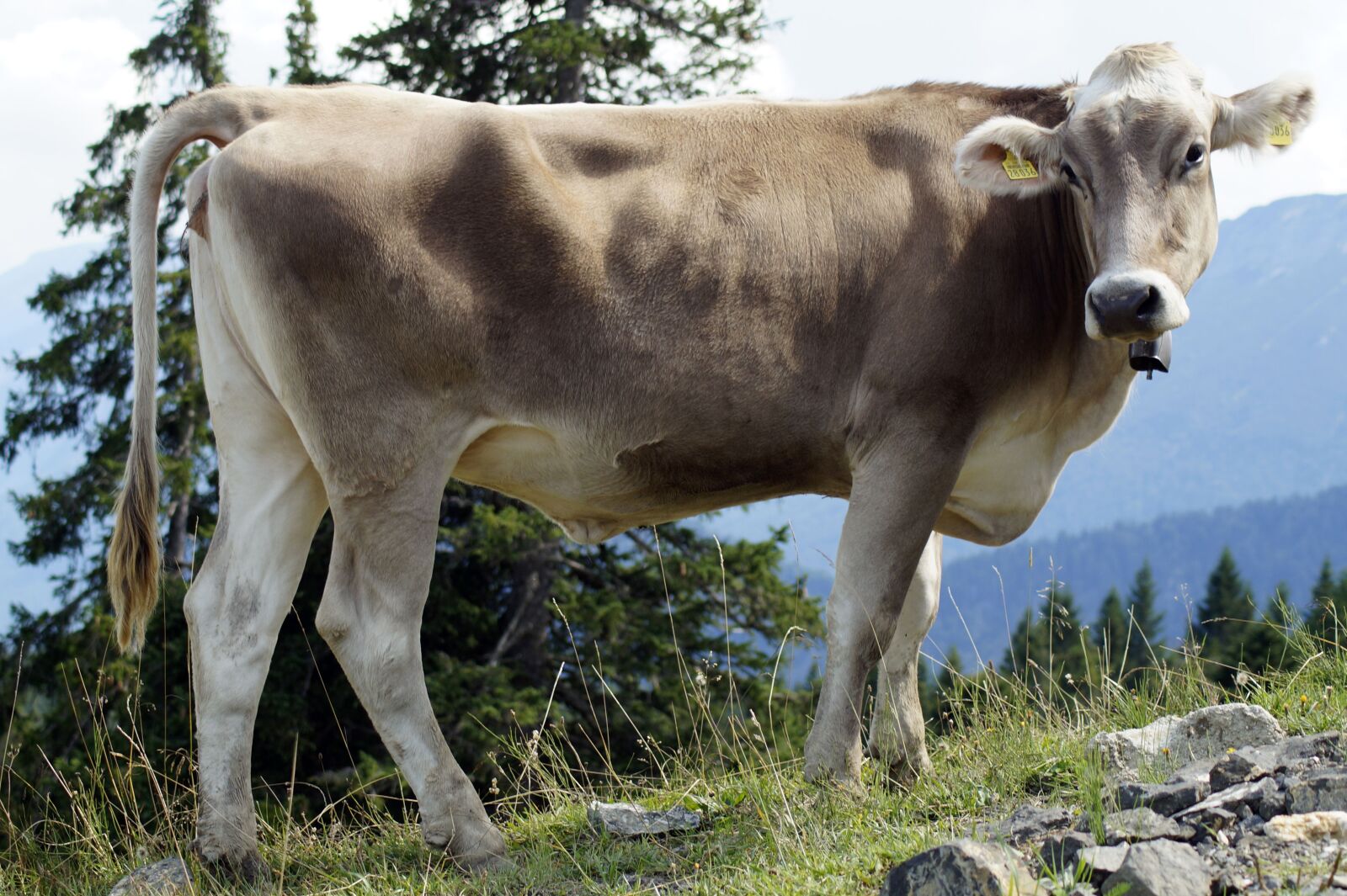 Sony SLT-A58 sample photo. Cow, mountain cow, meadow photography