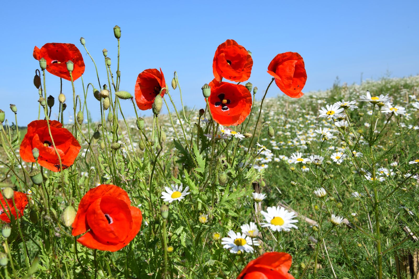 Nikon D5300 sample photo. Poppies, summer, edge of photography