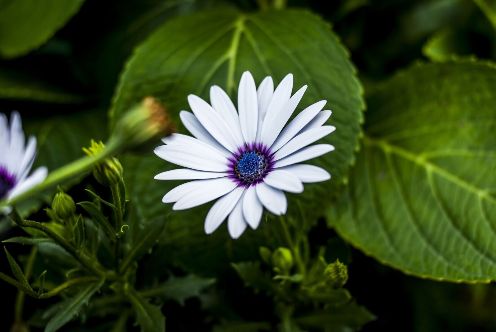 Nikon D60 sample photo. Beauty flower, nature, flower photography