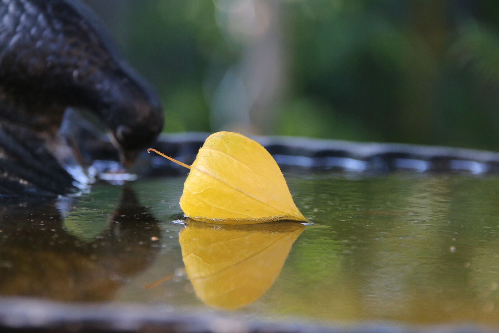 Canon EOS 70D sample photo. Nature, lampionblume, bird bath photography