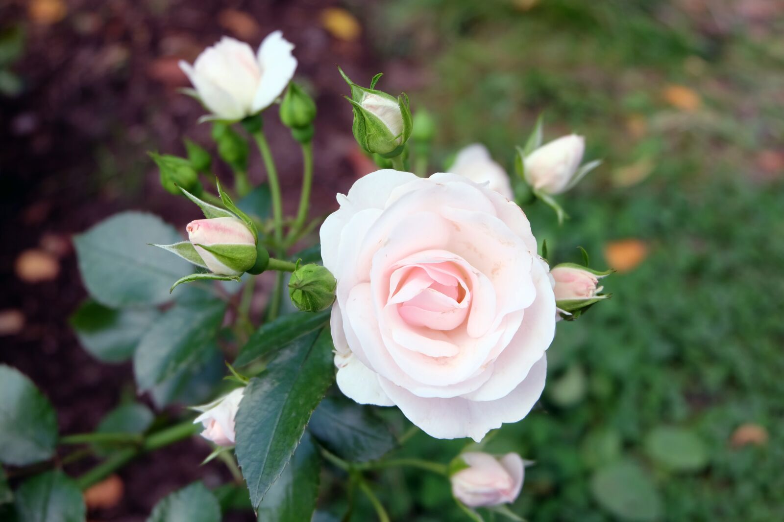 Fujifilm X-A2 + Fujifilm XC 16-50mm F3.5-5.6 OIS II sample photo. Flowers, rose, flower photography