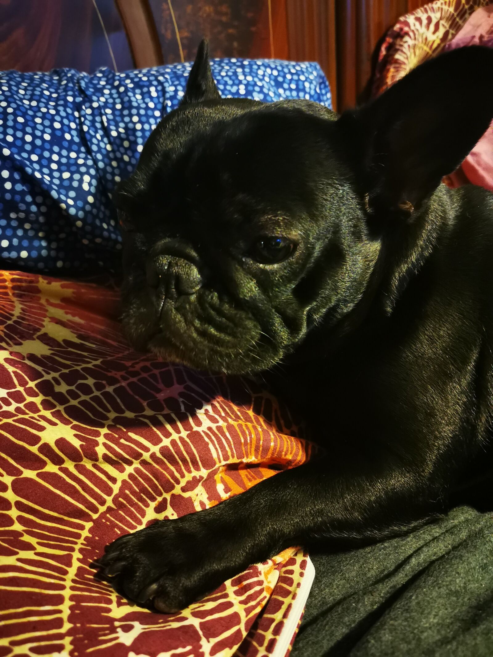 HUAWEI P30 Pro sample photo. French bulldog, frenchie, bully photography