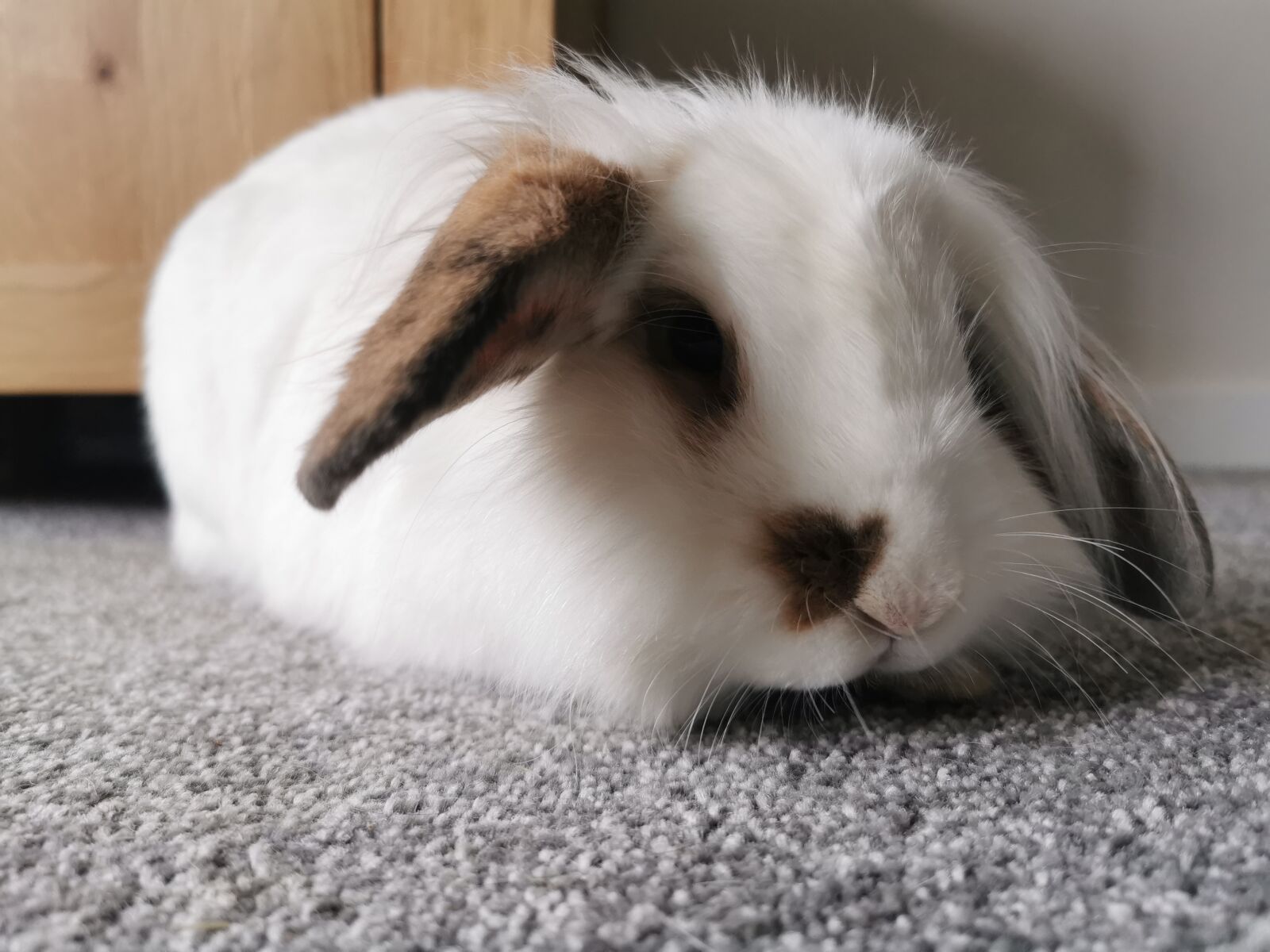 HUAWEI P30 Pro sample photo. Rabbit, white rabbit, bunny photography