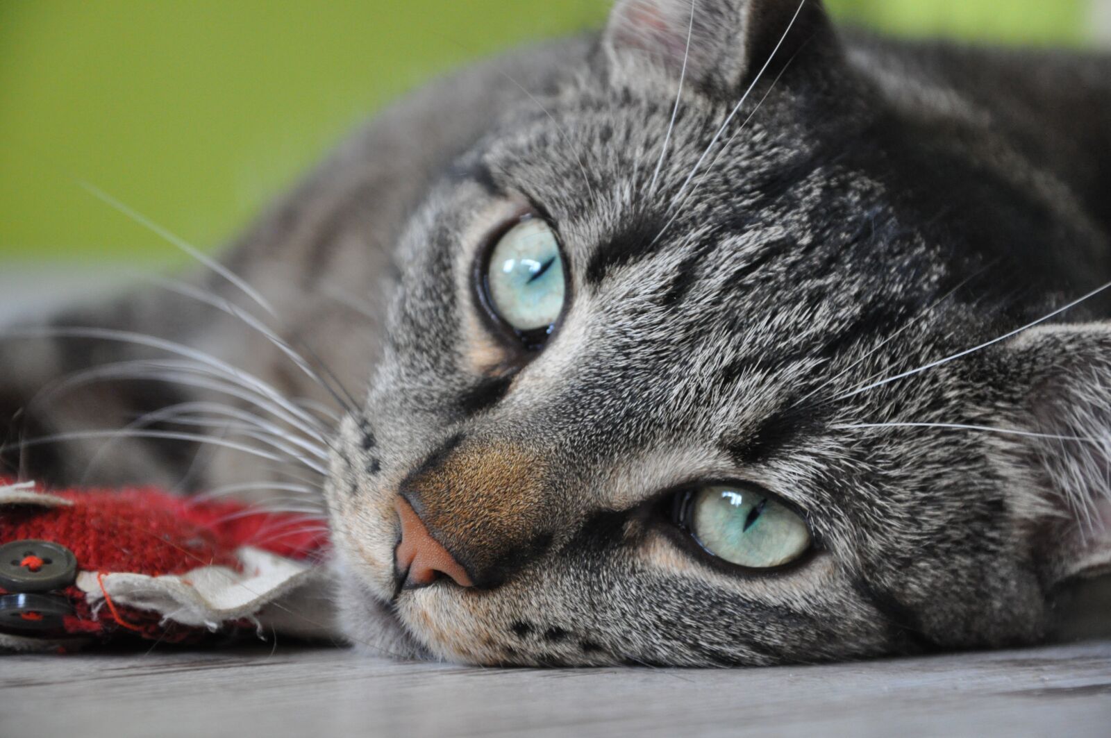 Nikon D5000 sample photo. Cat, eyes, cat's eye photography
