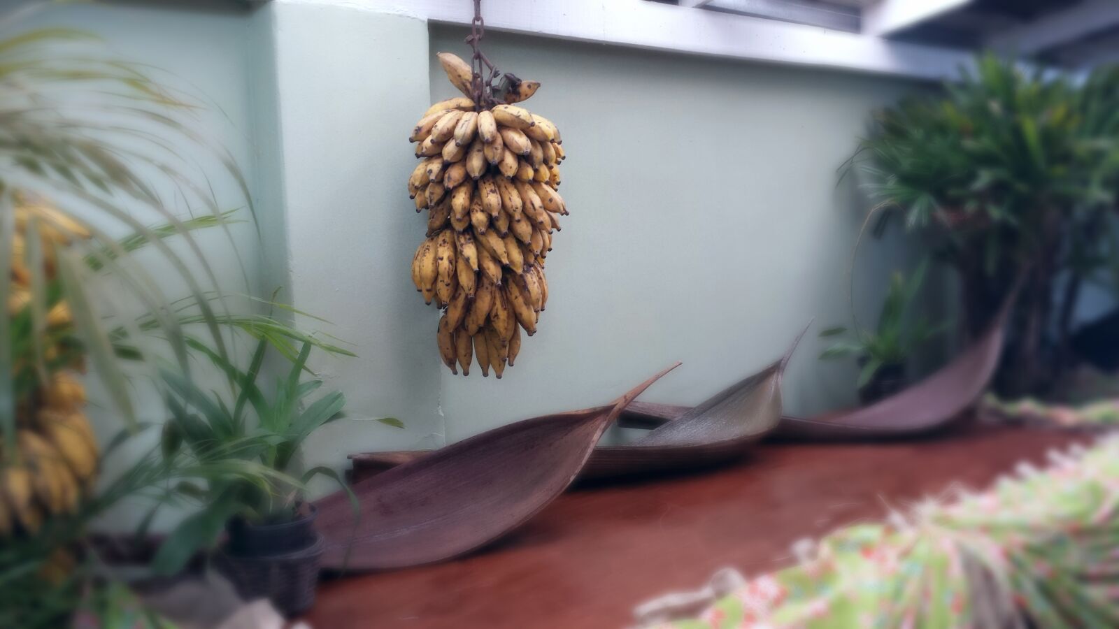 Samsung Galaxy S4 sample photo. Yellow, banana, fruit, hanged photography