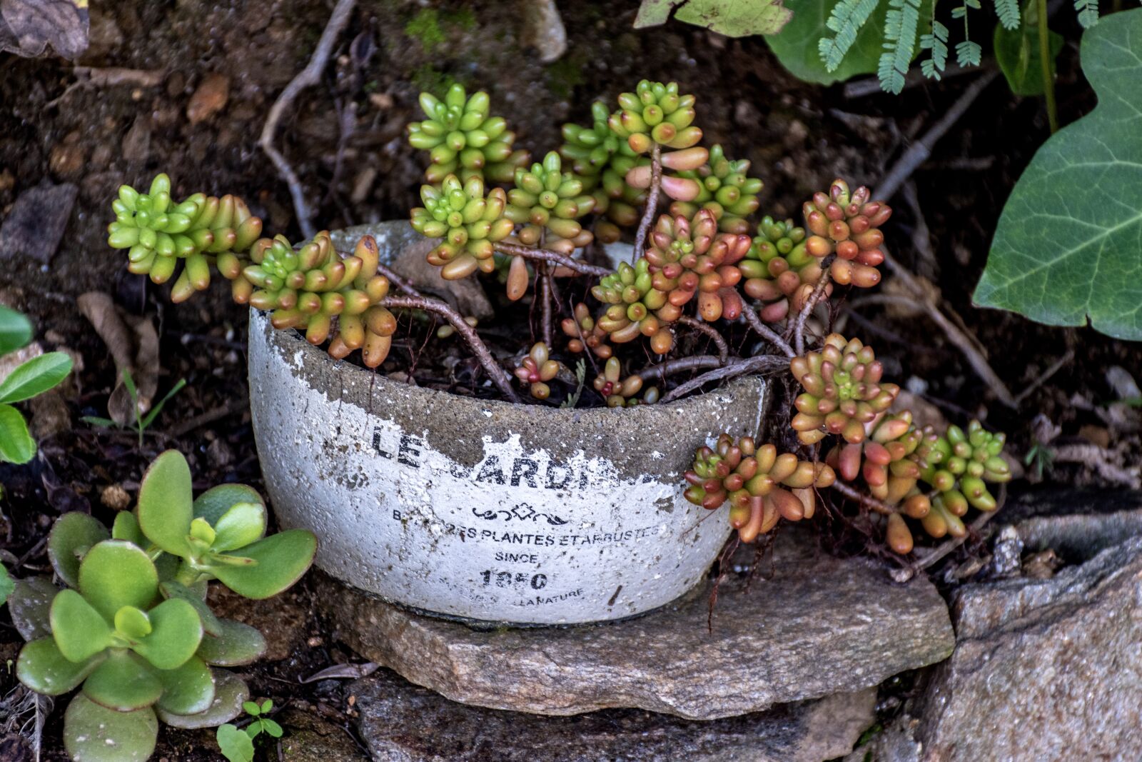 Nikon D5600 sample photo. Plant, garden decor, potted photography
