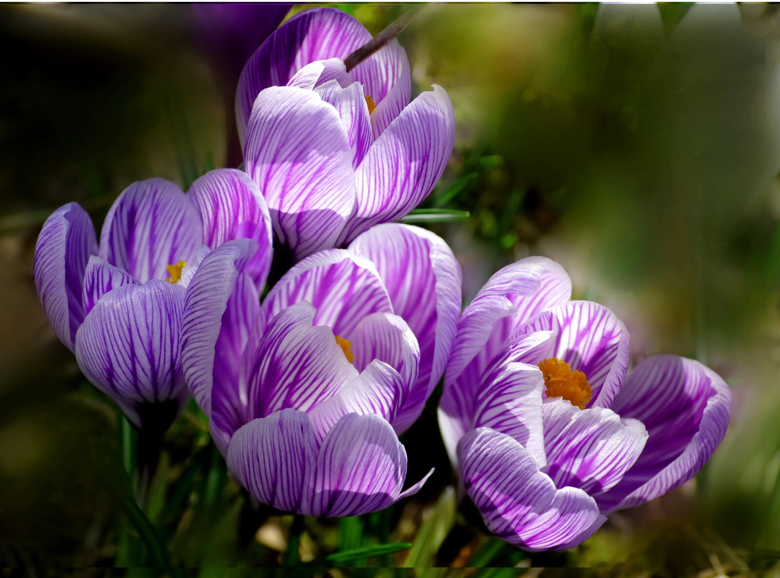 Panasonic Lumix DMC-FZ1000 sample photo. Crocus, flower, nature photography