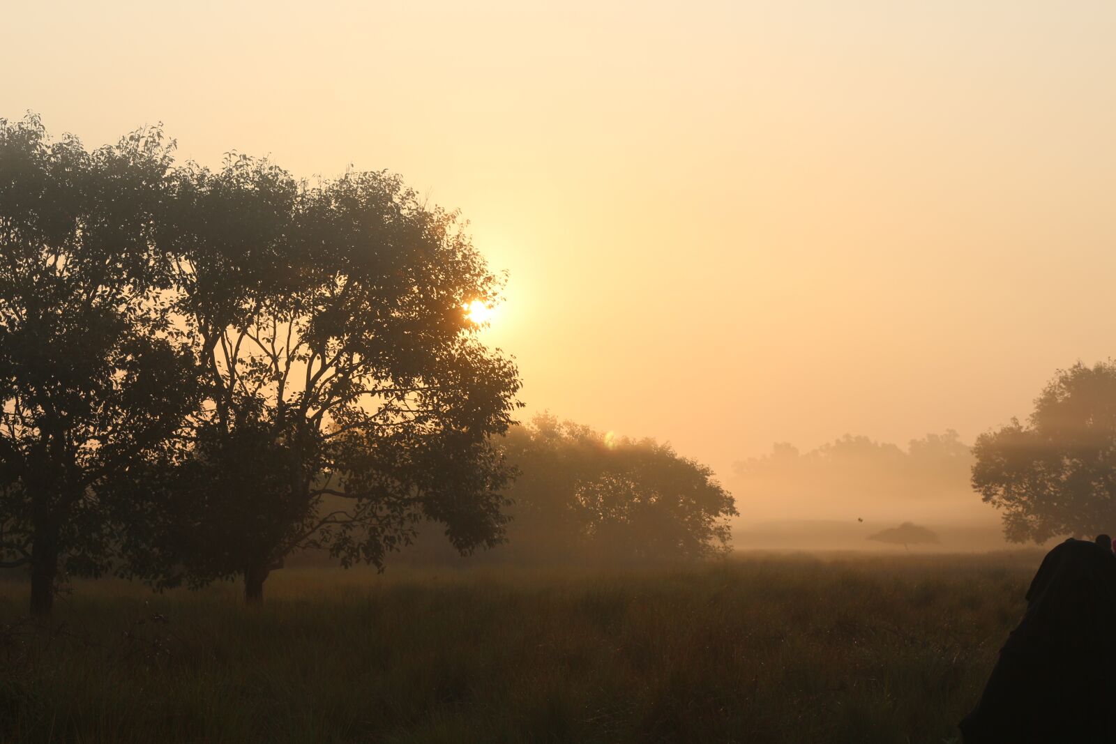 Canon EOS 700D (EOS Rebel T5i / EOS Kiss X7i) sample photo. Dawn, tree, landscape photography