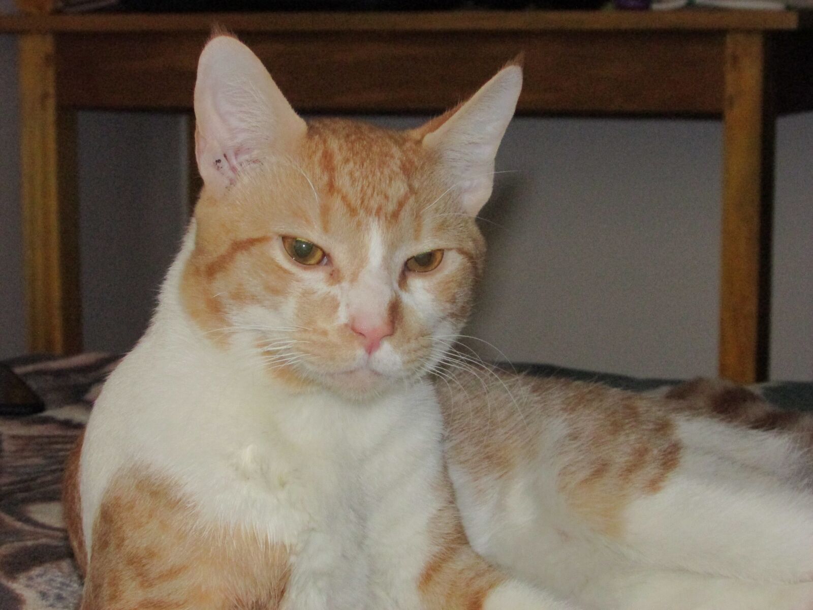Canon PowerShot SX400 IS sample photo. Gato, bravo, orejas photography
