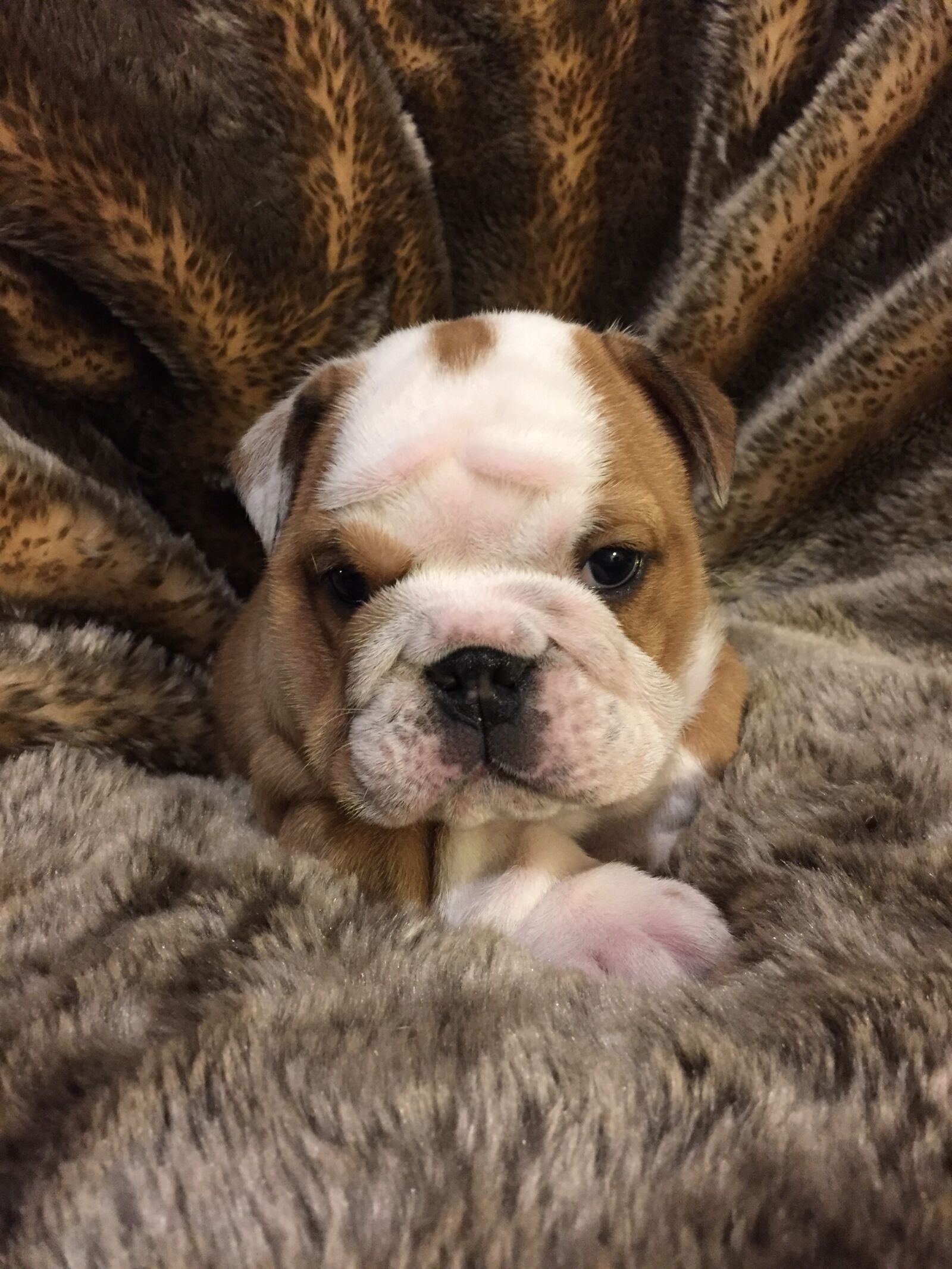 Apple iPhone 6 sample photo. Bulldog, puppy, dog photography
