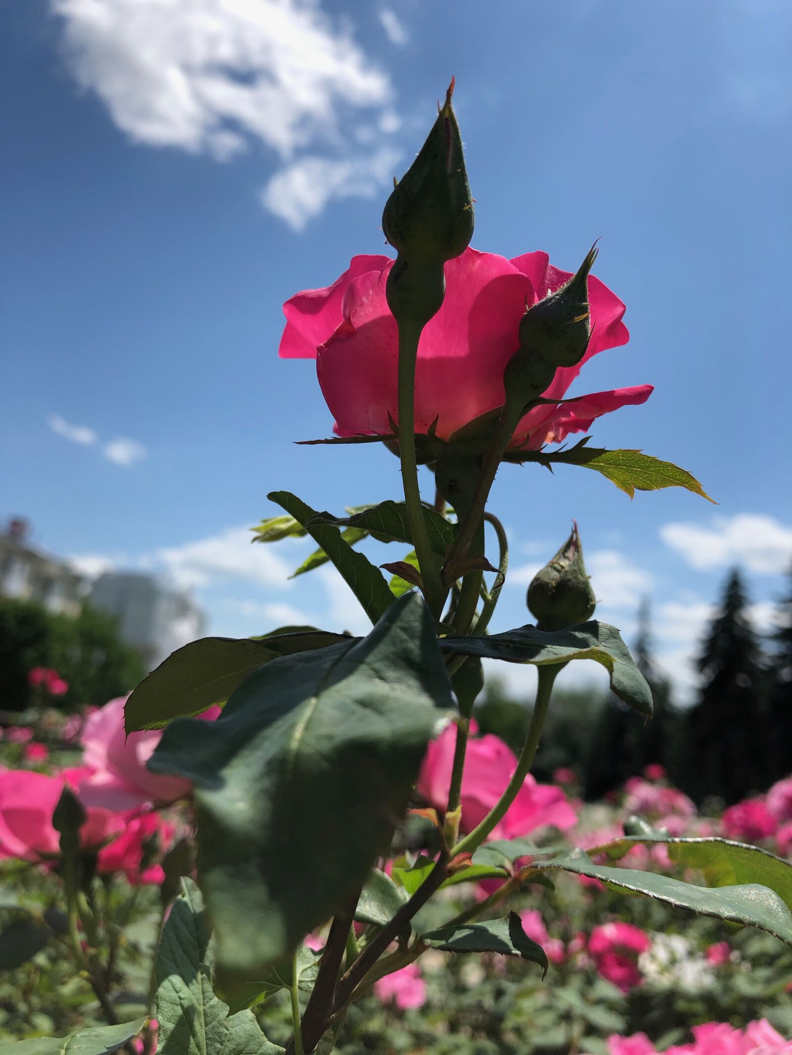iPhone X back dual camera 4mm f/1.8 sample photo. Rose, pink, flowers photography
