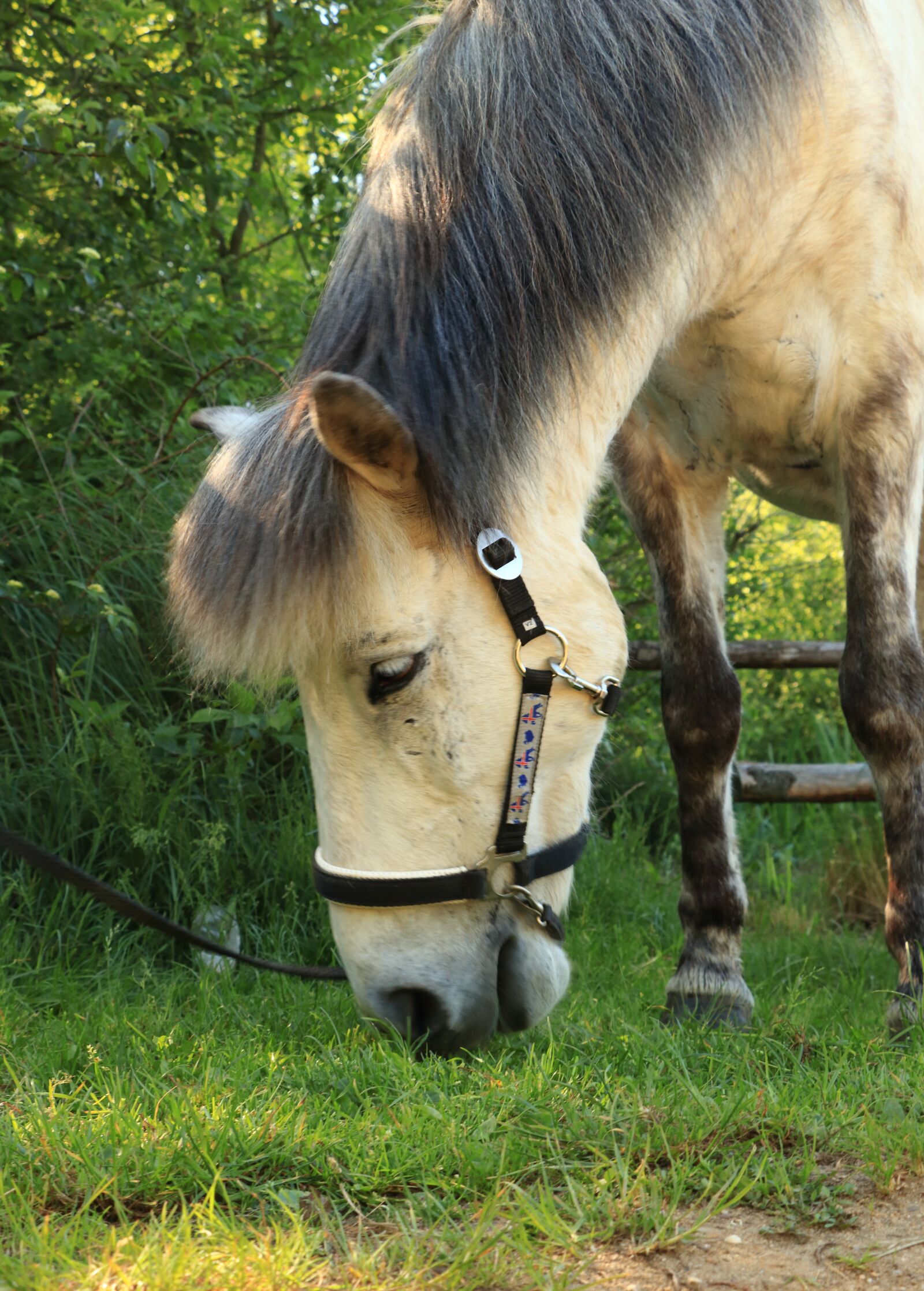 Canon EOS 80D sample photo. Horse, animal, ride photography