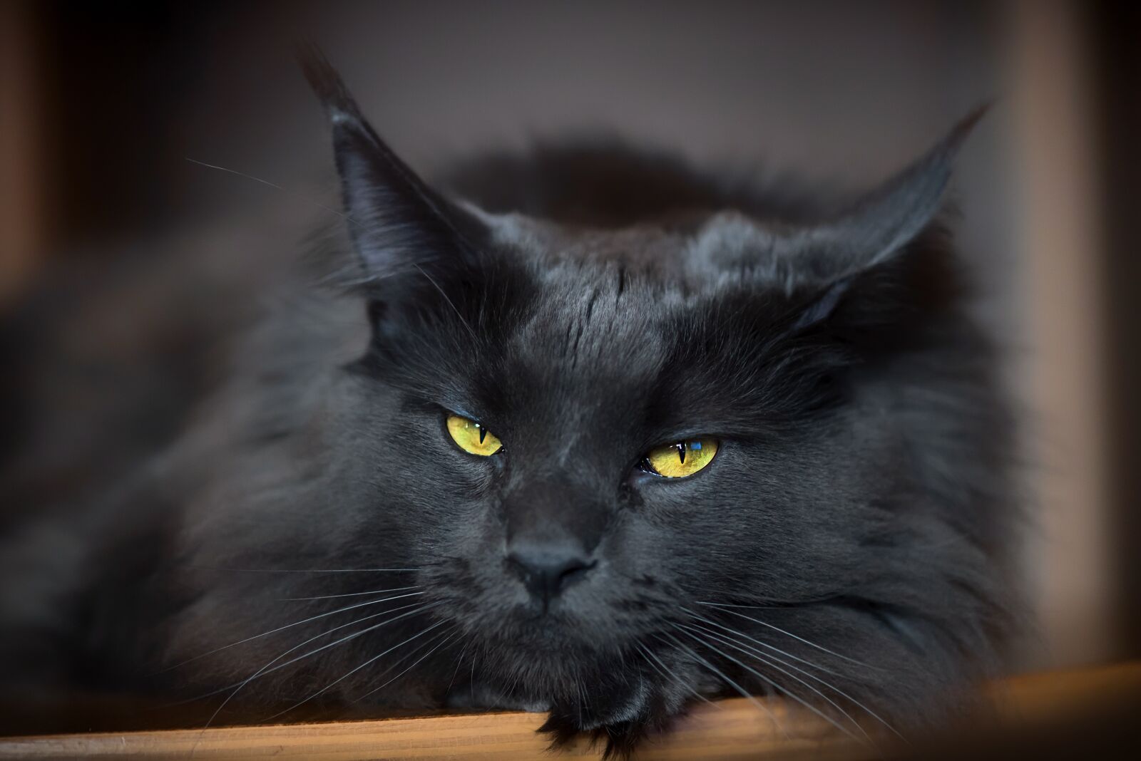 Nikon D750 sample photo. Tomcat, cat, black photography
