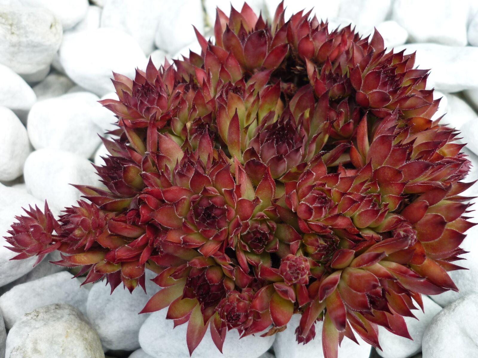 Panasonic Lumix DMC-FS6 sample photo. Houseleek, ornamental plant, bed photography