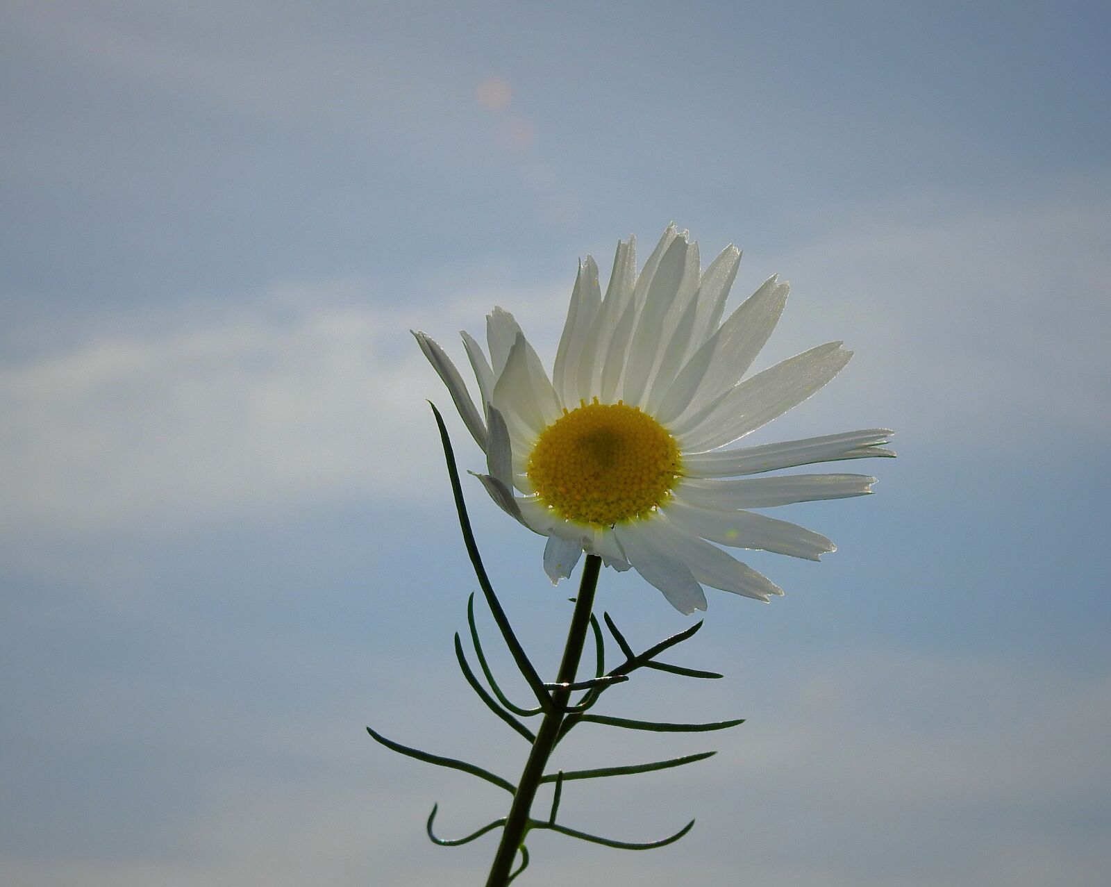 Nikon Coolpix P900 sample photo. Flower, sky, clouds photography