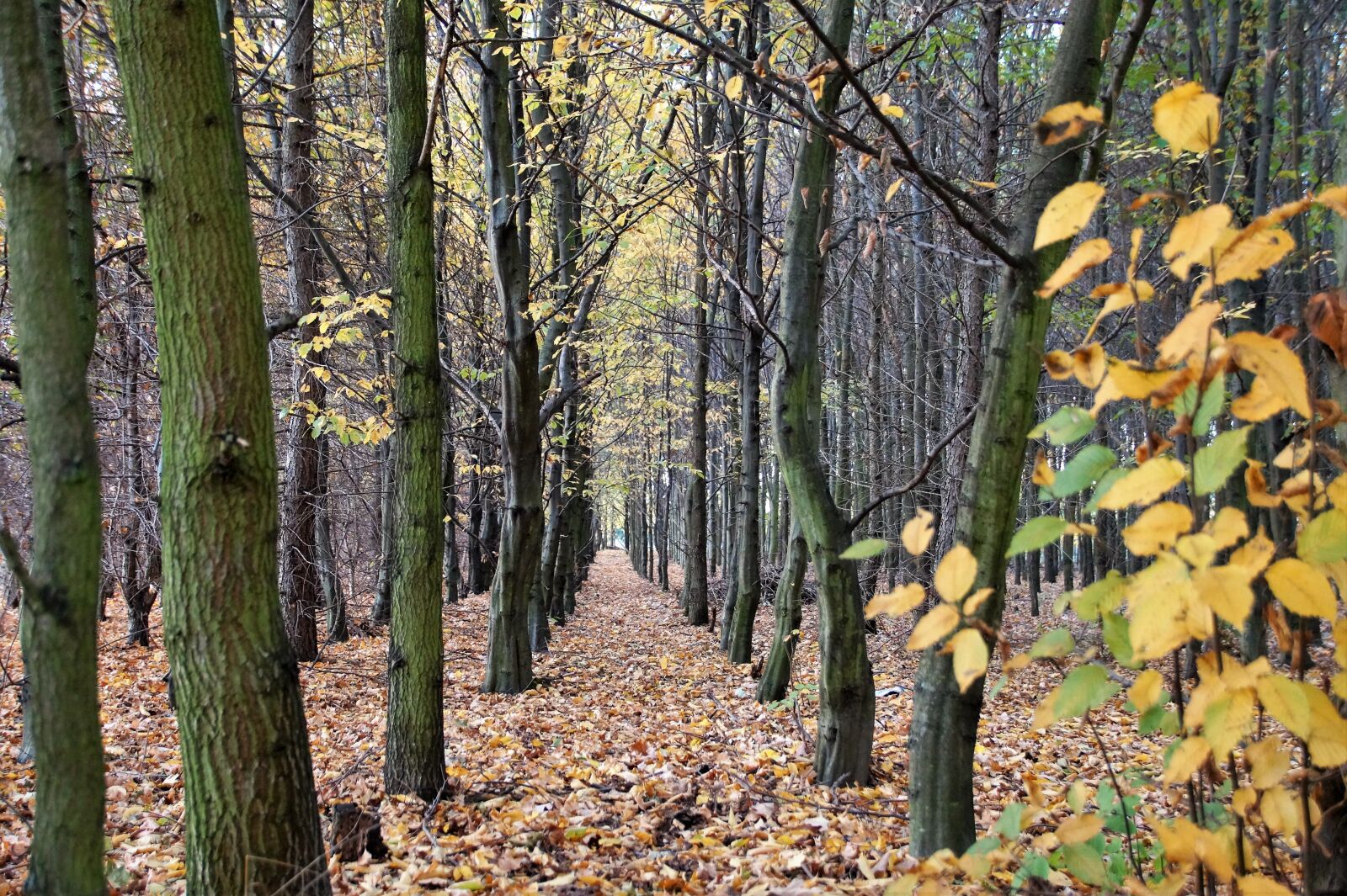 Sony SLT-A58 sample photo. Autumn, forest, deciduous photography